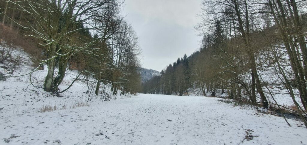 Bild vom Winter im Röthengrund in Sonneberg mit Schnee und Bäumen
